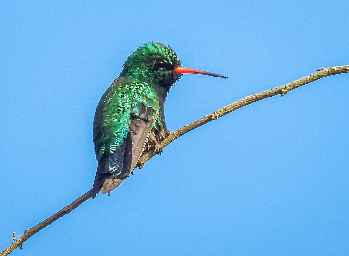 Glittering-bellied Emerald - ML620277346