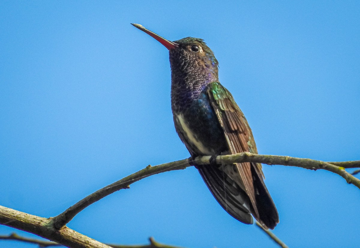 kolibřík safírový - ML620277356