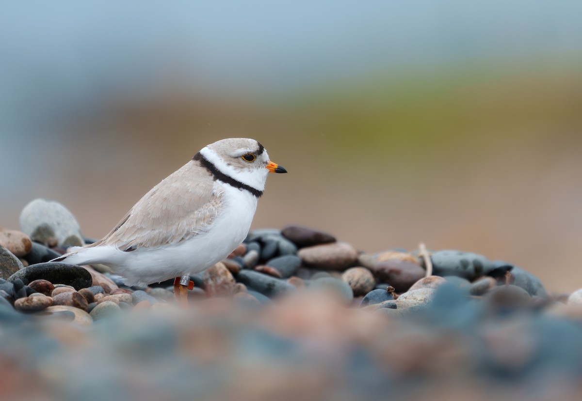 Piping Plover - ML620277359