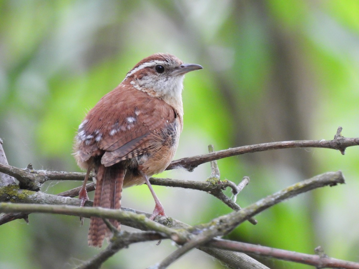 Carolina Wren - ML620277362