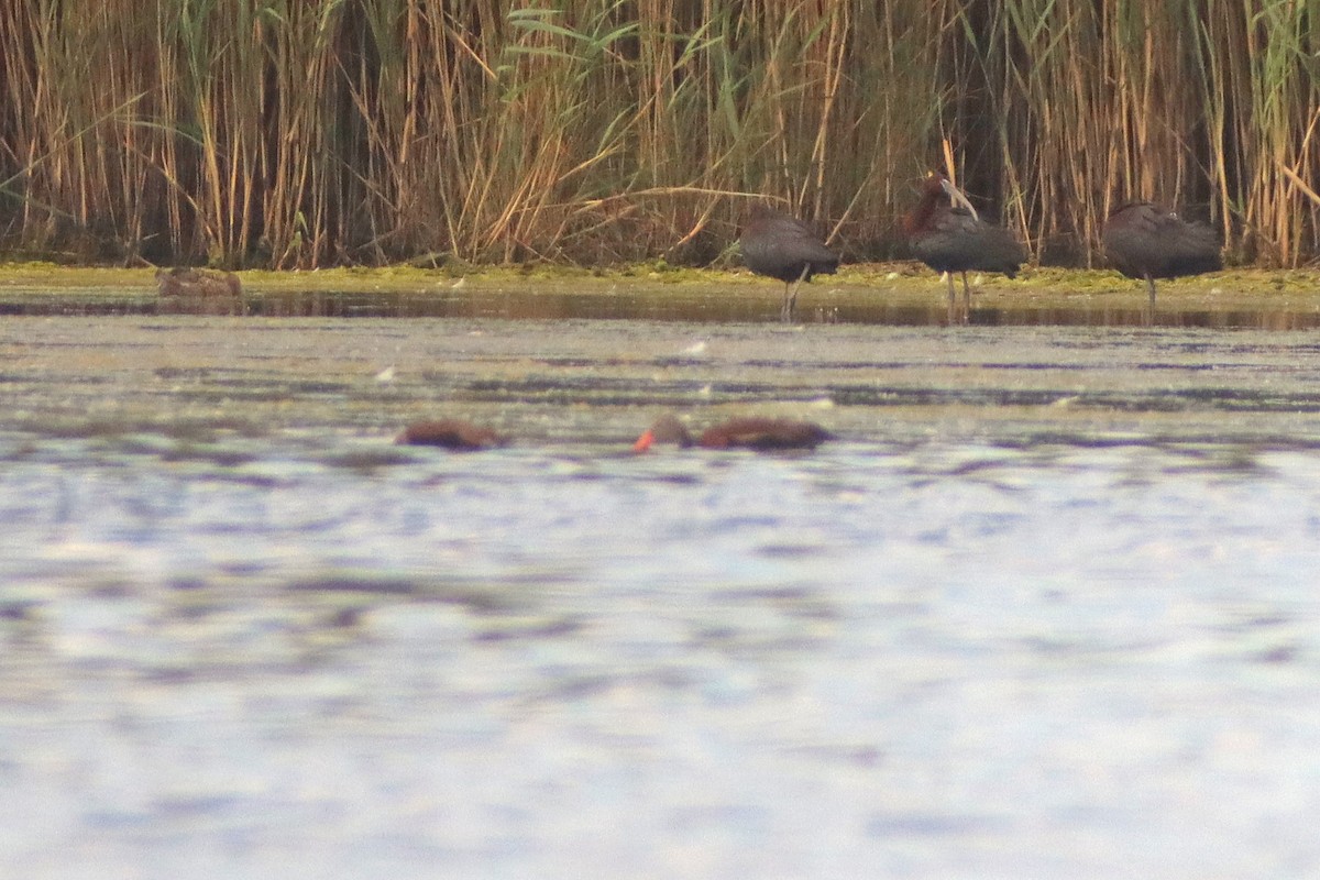 Black-bellied Whistling-Duck - ML620277369