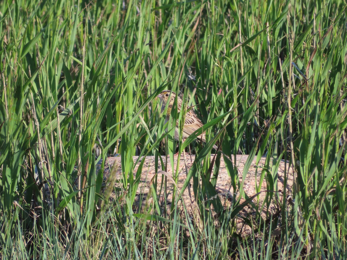 Grasshopper Sparrow - ML620277373