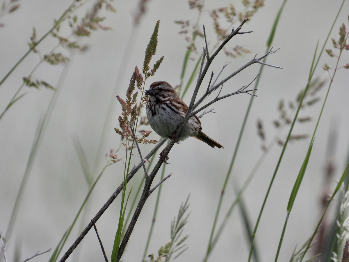 Song Sparrow - ML620277376