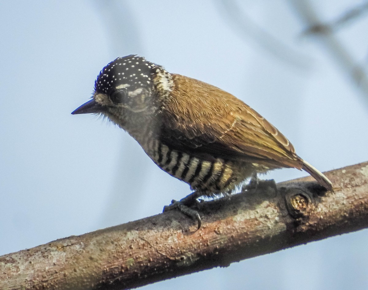 White-barred Piculet - ML620277382