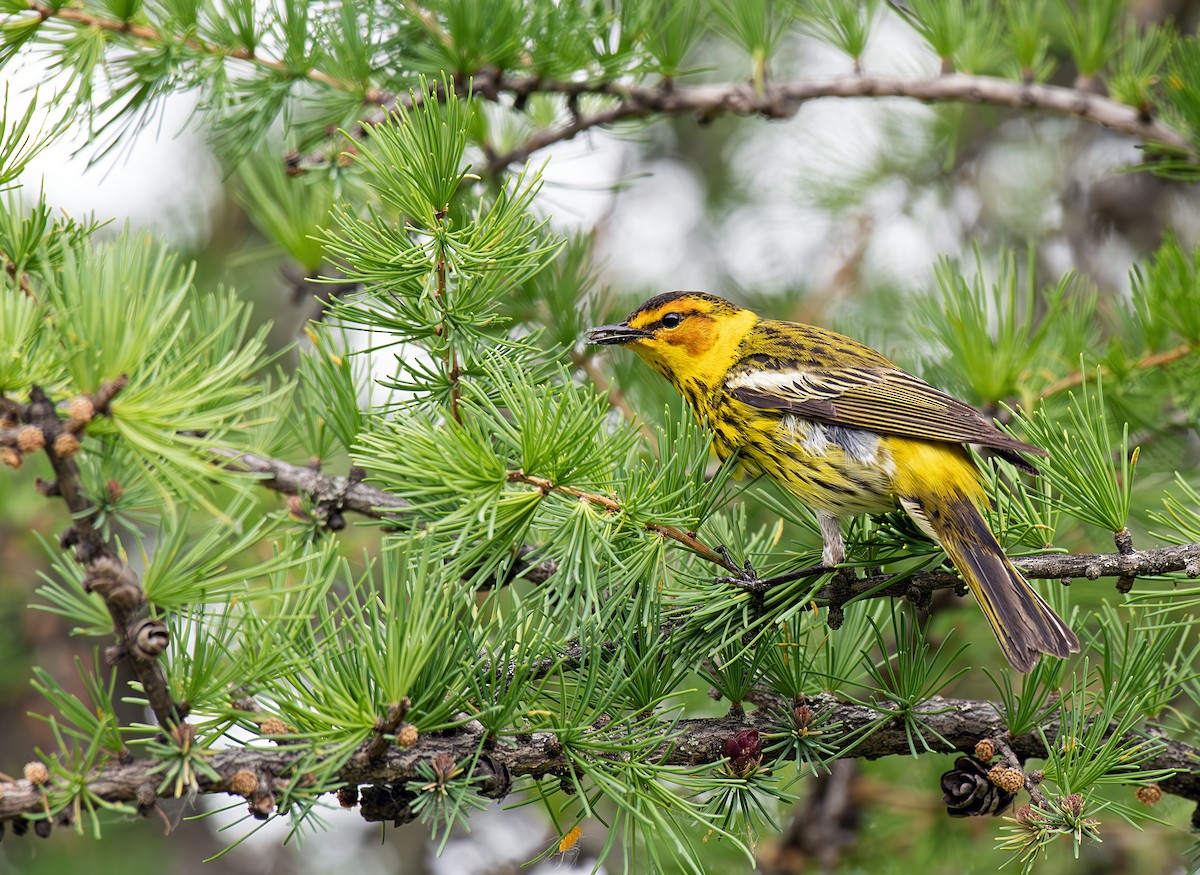 Cape May Warbler - ML620277384