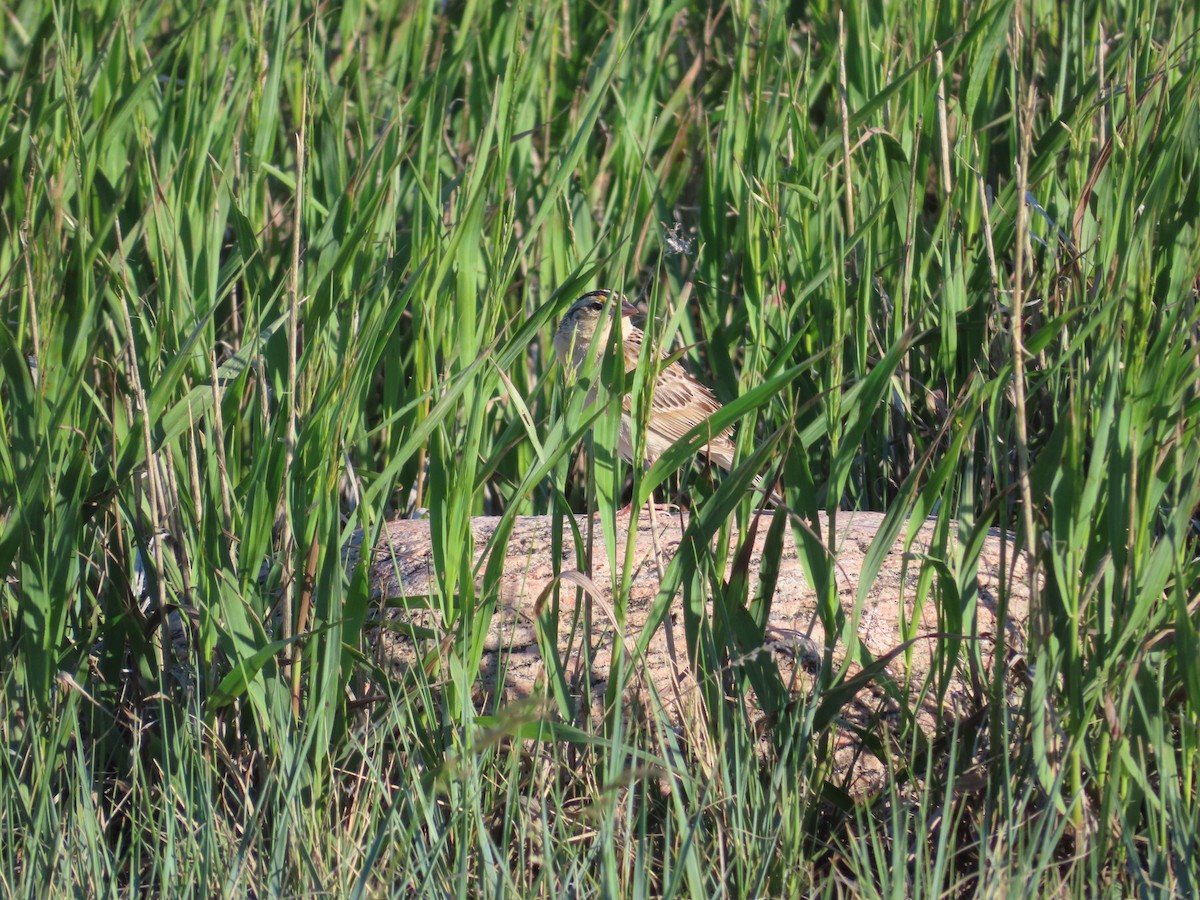 Grasshopper Sparrow - ML620277385