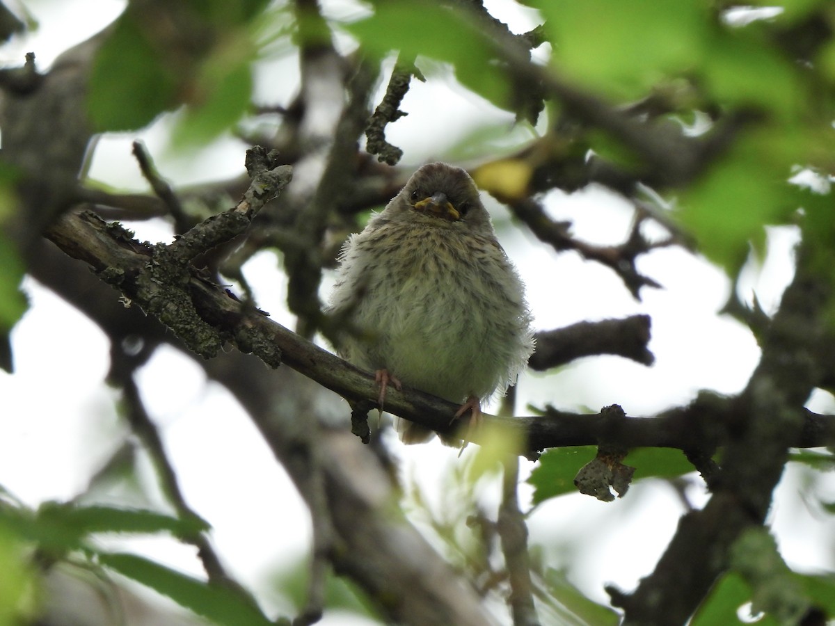 Field Sparrow - ML620277391