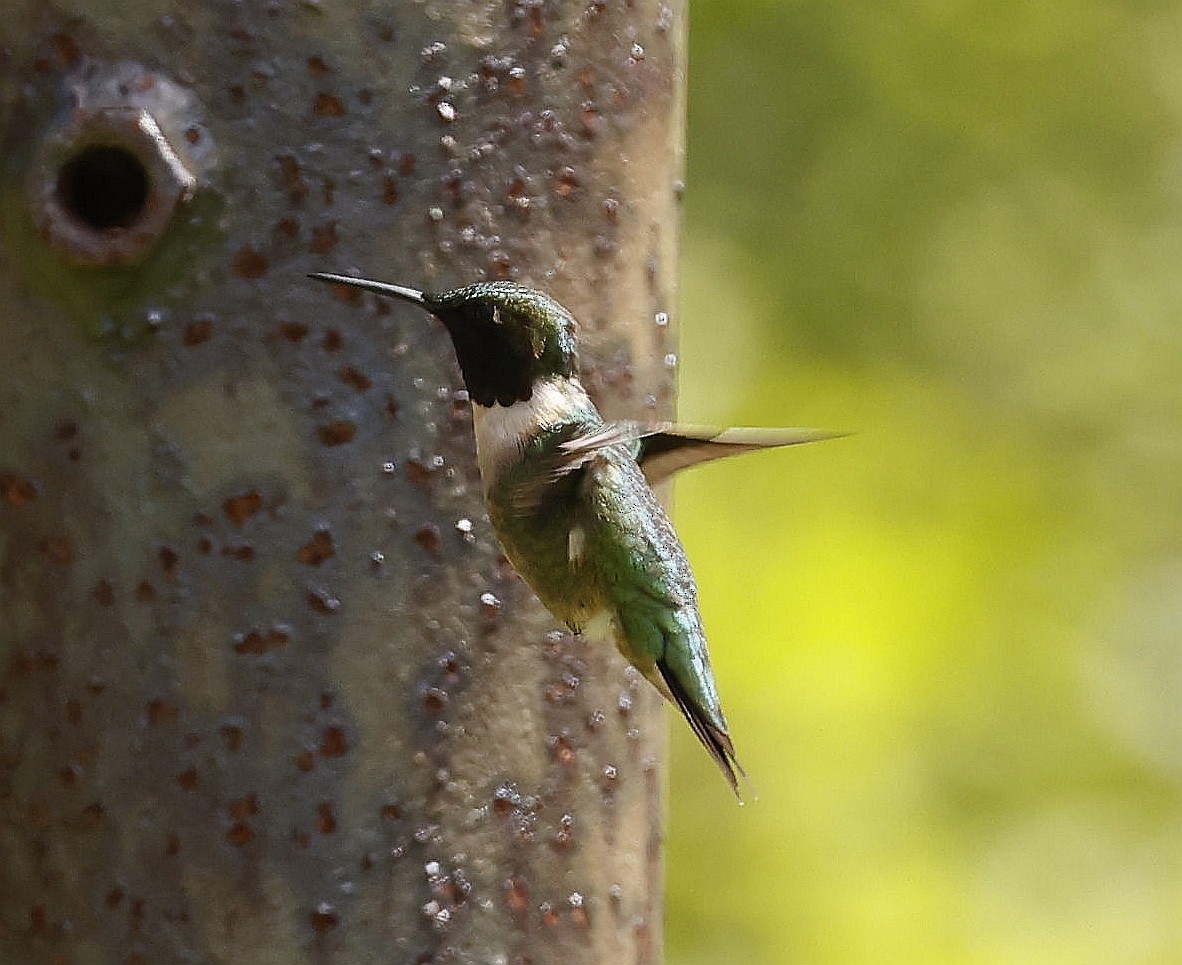 Ruby-throated Hummingbird - ML620277393