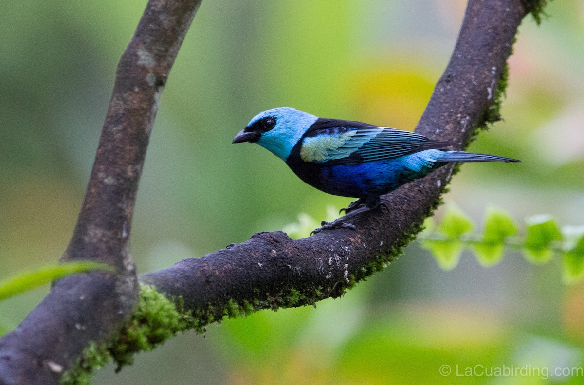 Blue-necked Tanager - ML620277399
