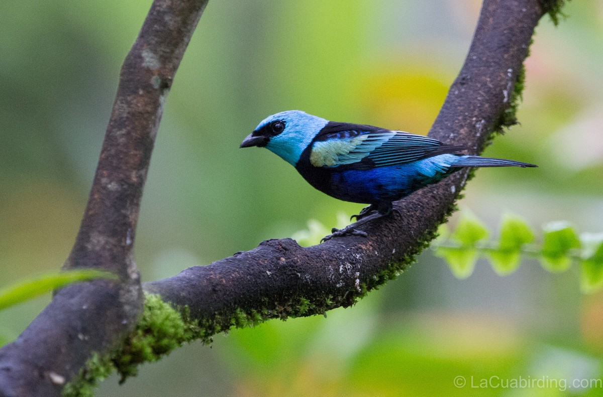 Tangara Cabeciazul - ML620277399