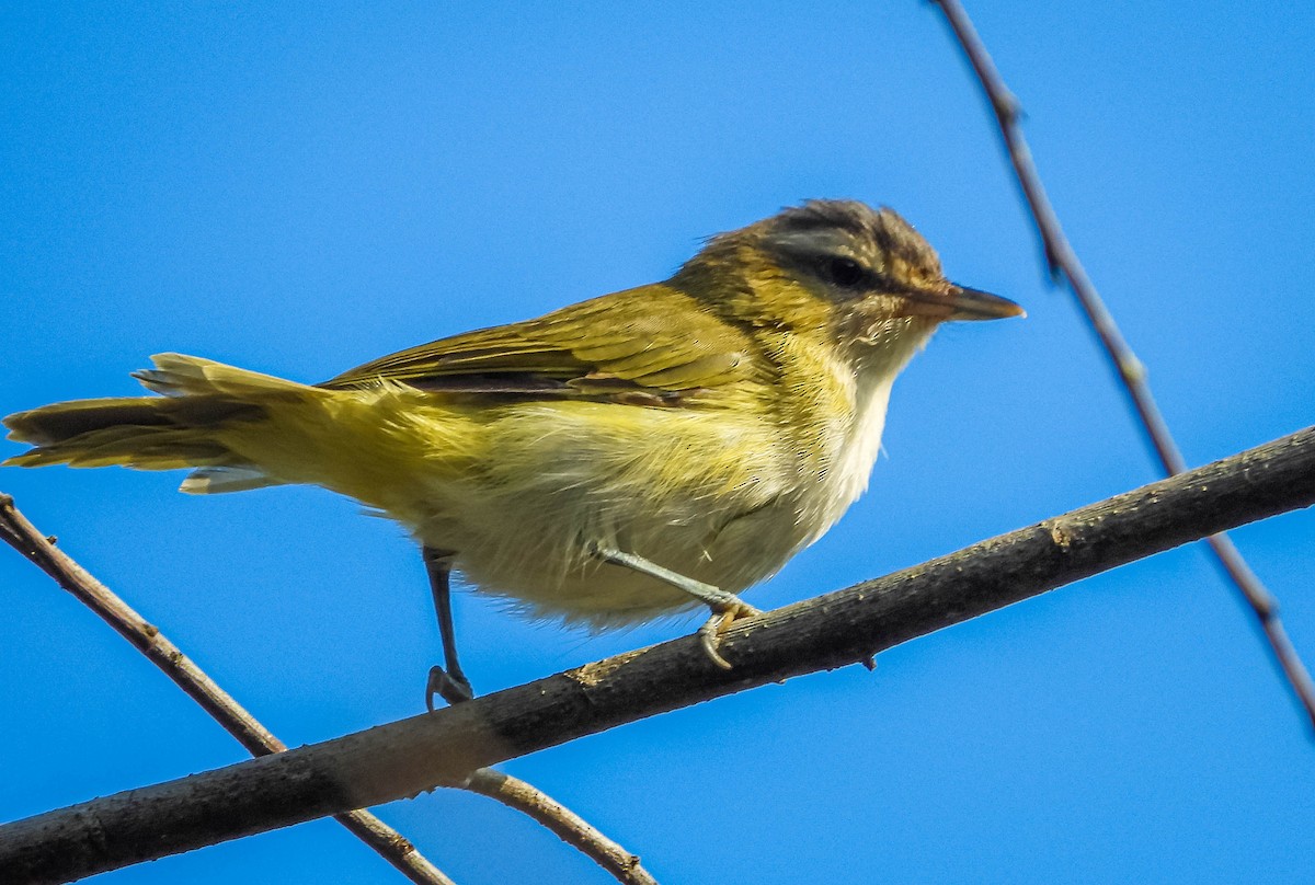 Vireo Chiví - ML620277400