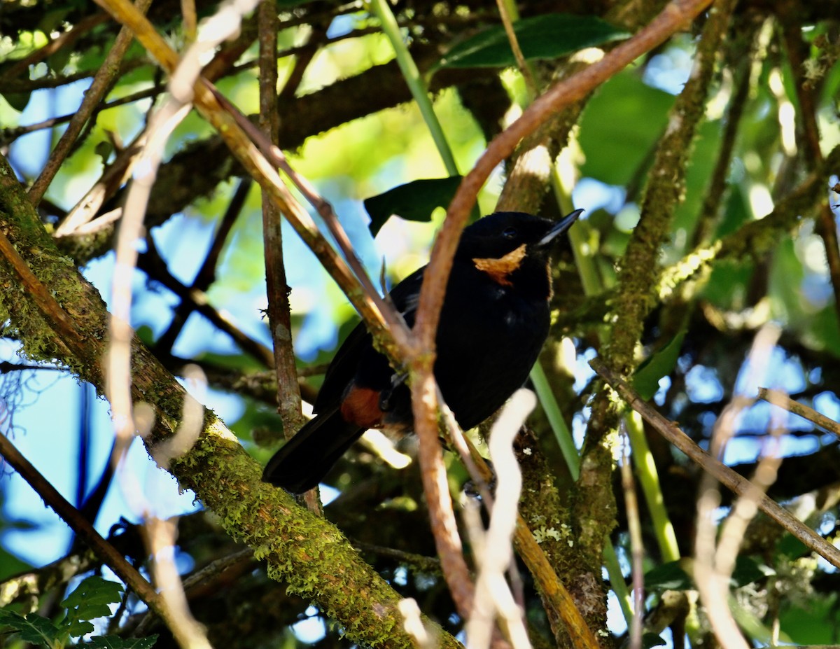 Moustached Flowerpiercer - Laurence Habenicht