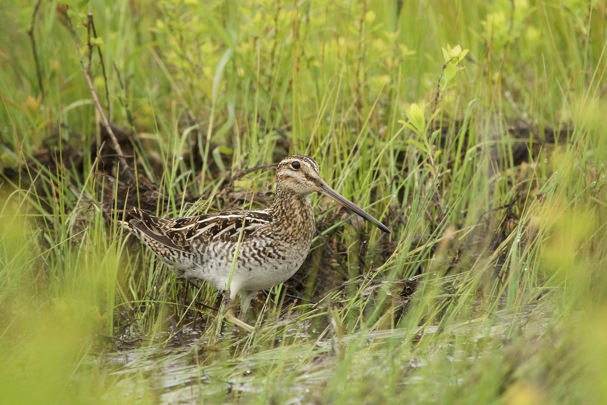 Wilson's Snipe - ML620277404