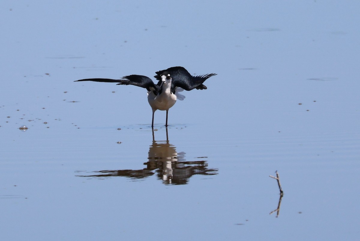 Black-necked Stilt - ML620277409