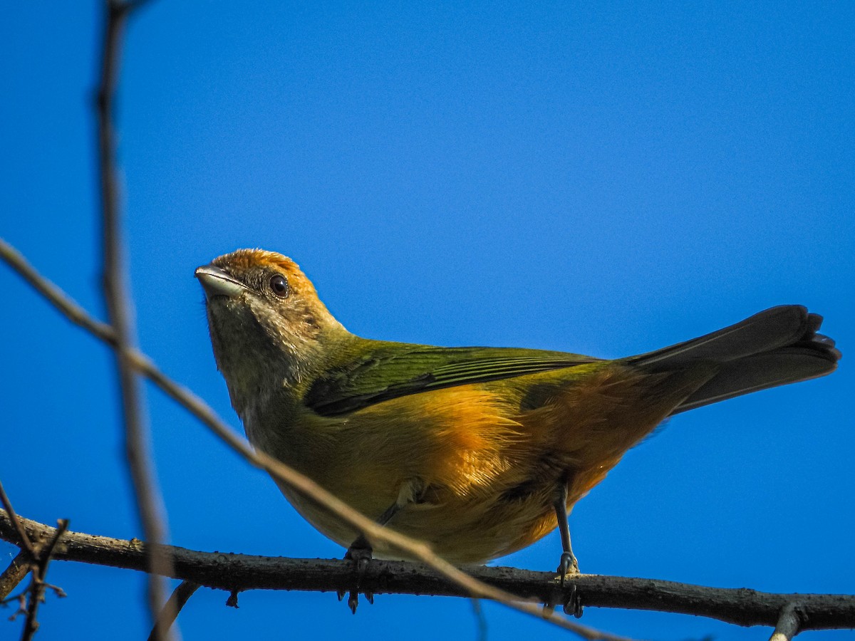 Burnished-buff Tanager - ML620277416