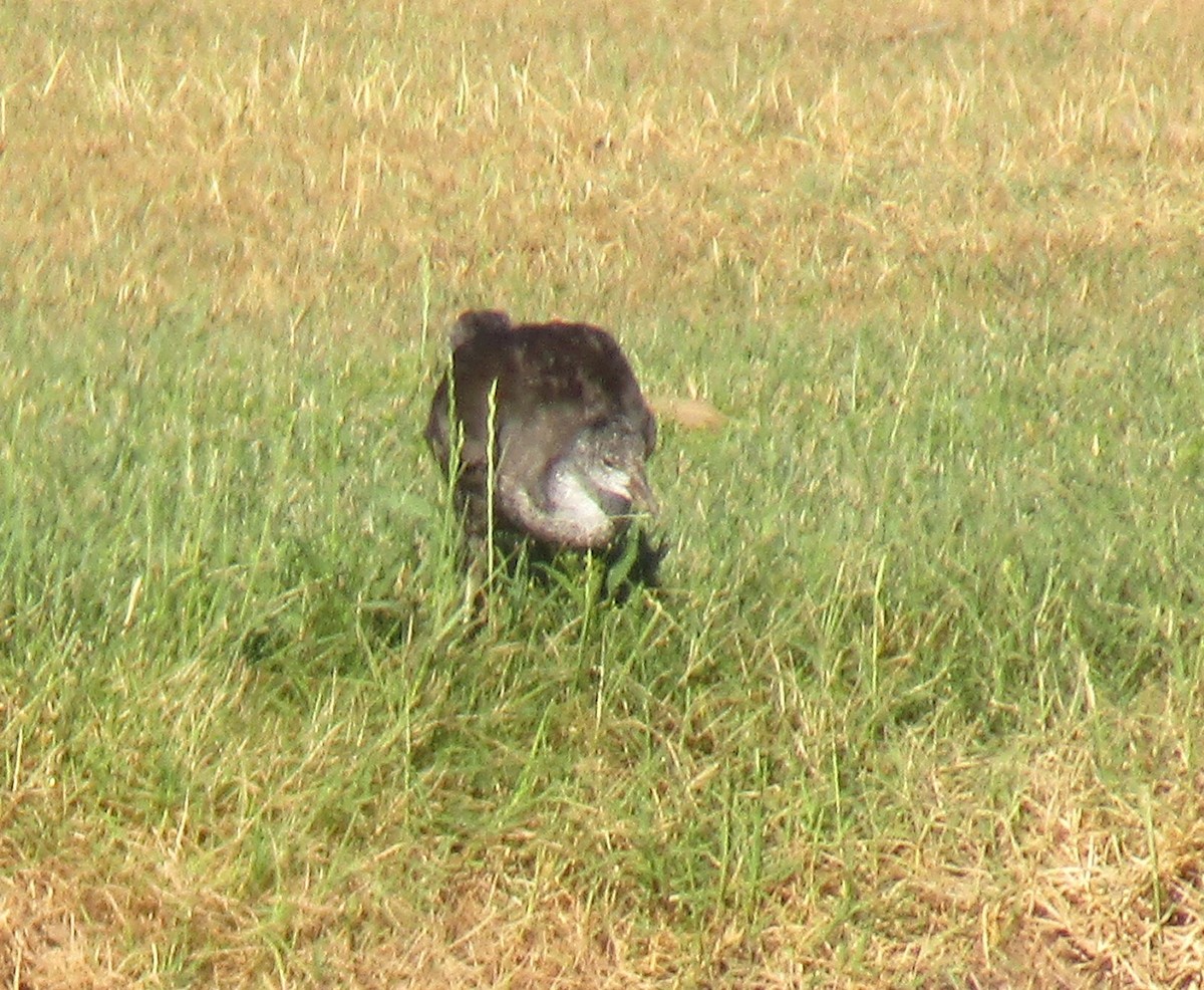 American Coot - ML620277420