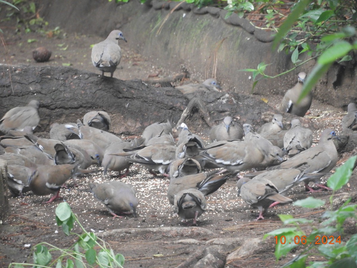 White-winged Dove - ML620277424