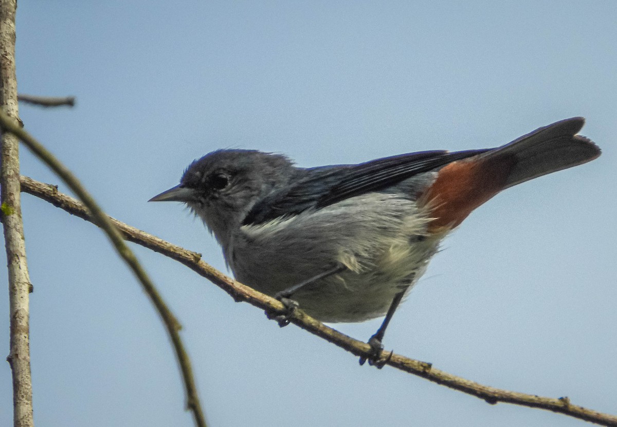 Chestnut-vented Conebill - José Silvestre Vieira