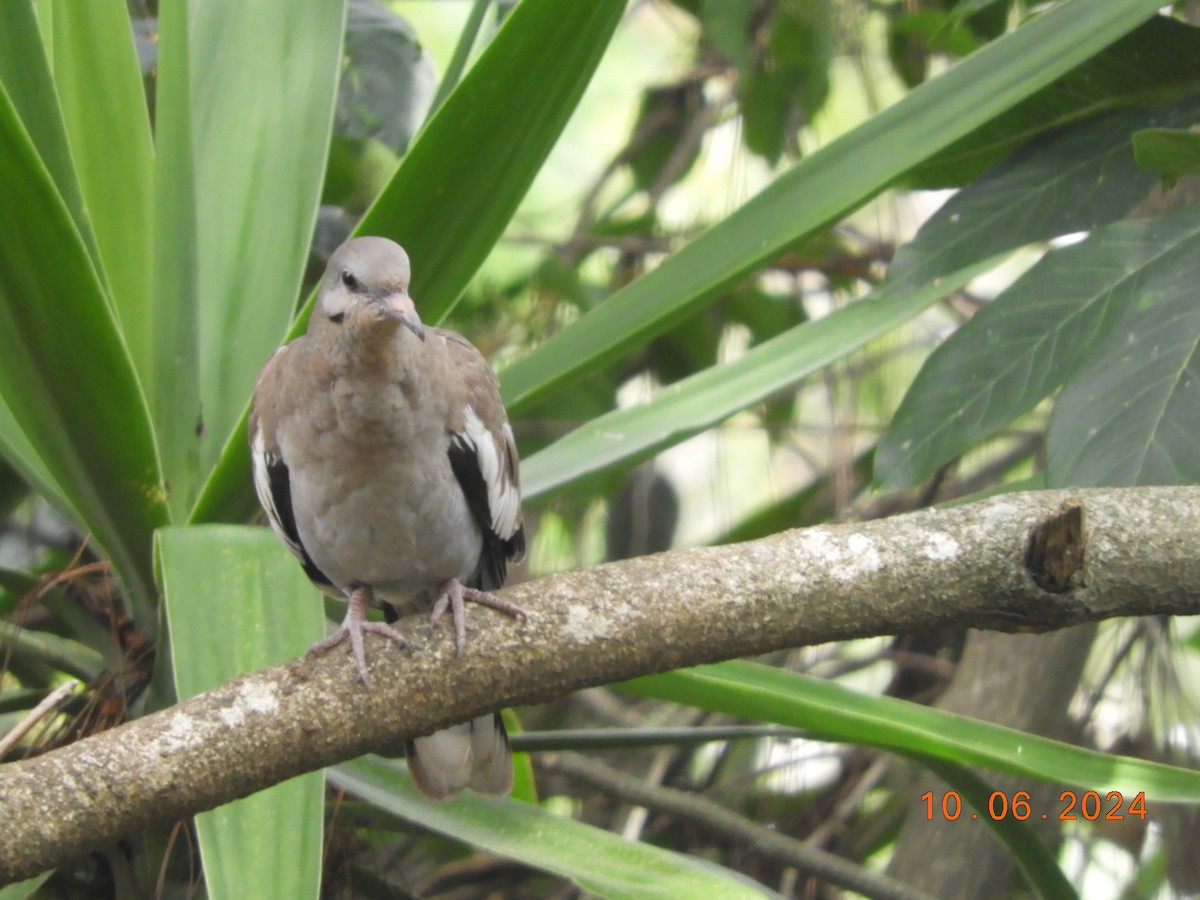 White-winged Dove - ML620277428