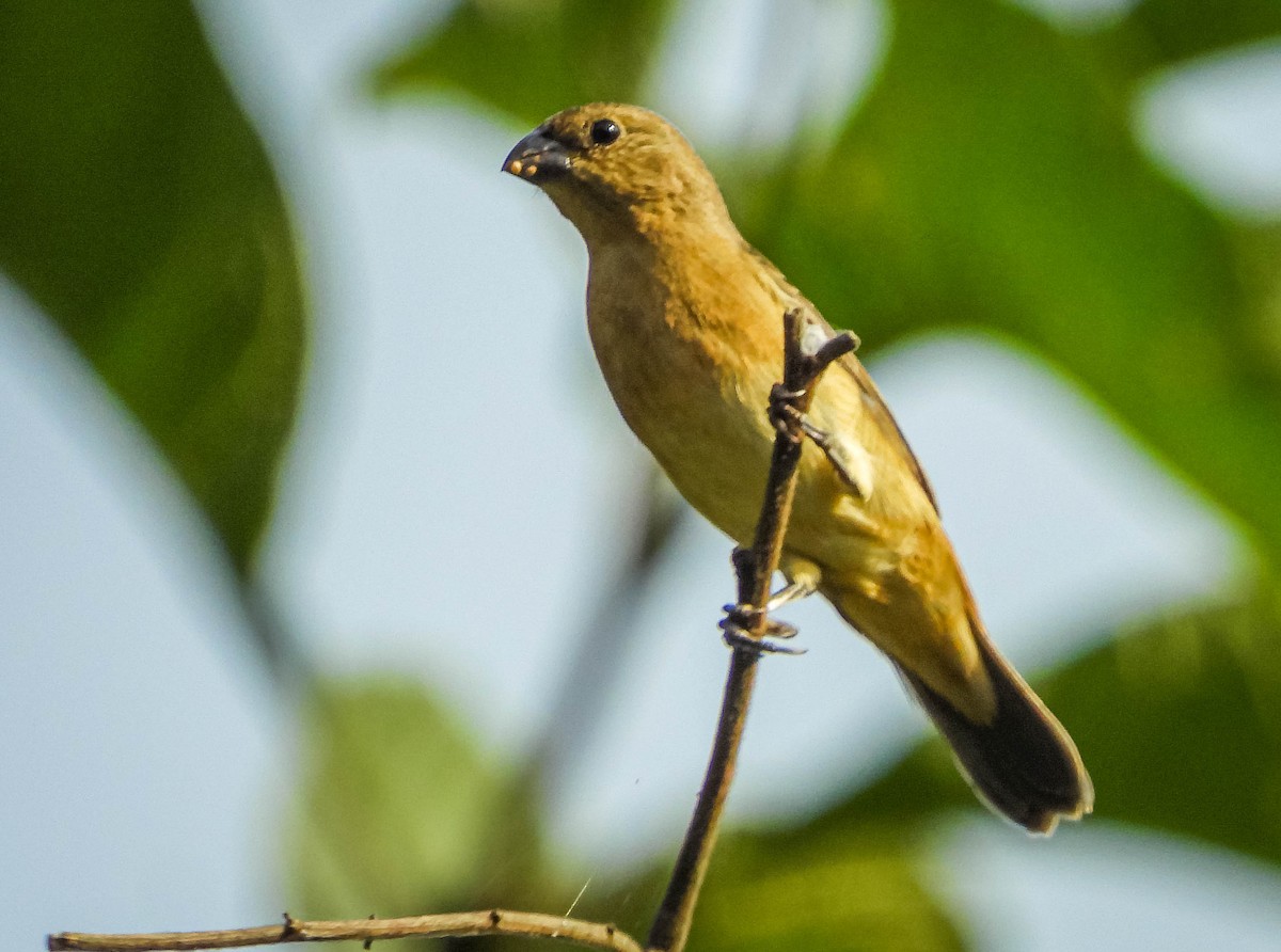 Yellow-bellied Seedeater - ML620277432