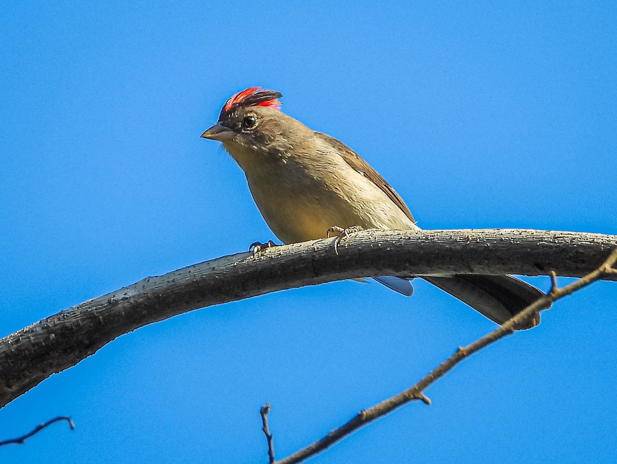 Pileated Finch - ML620277437