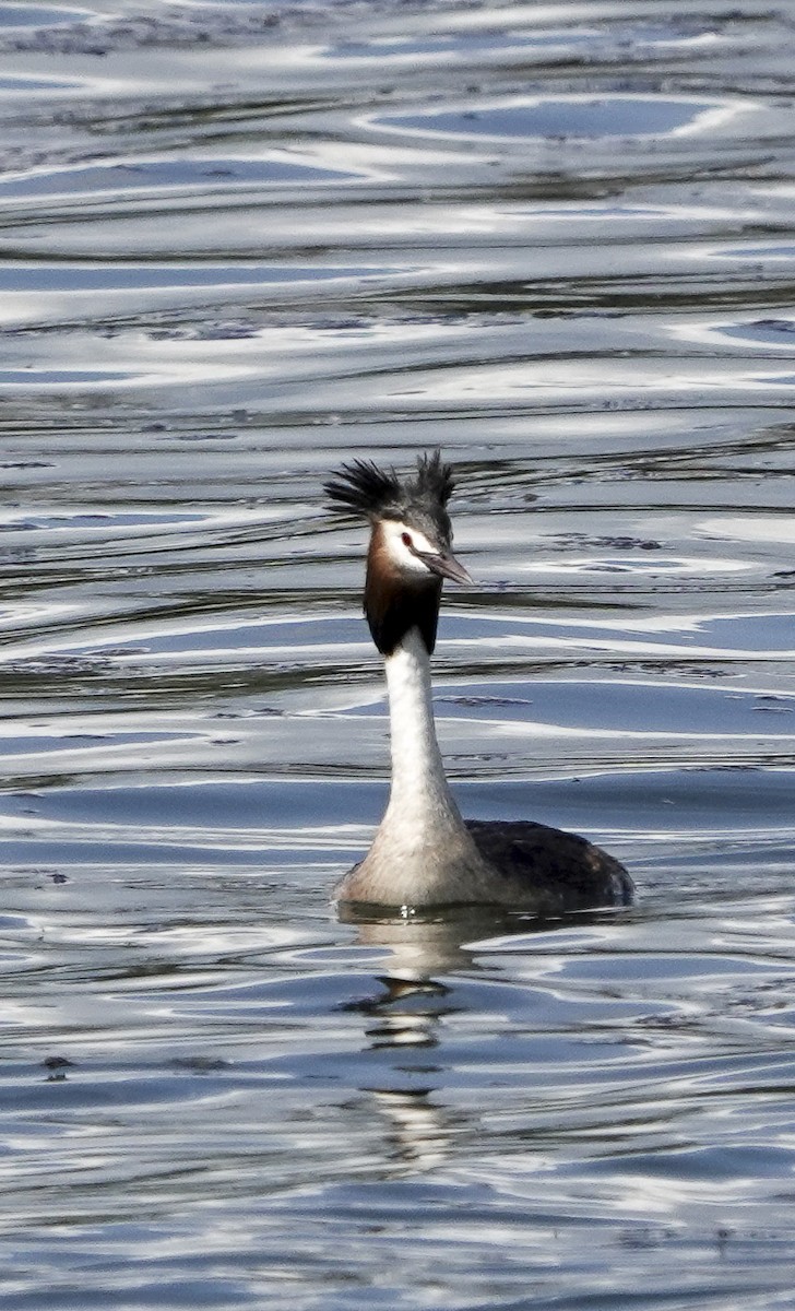 Great Crested Grebe - ML620277445