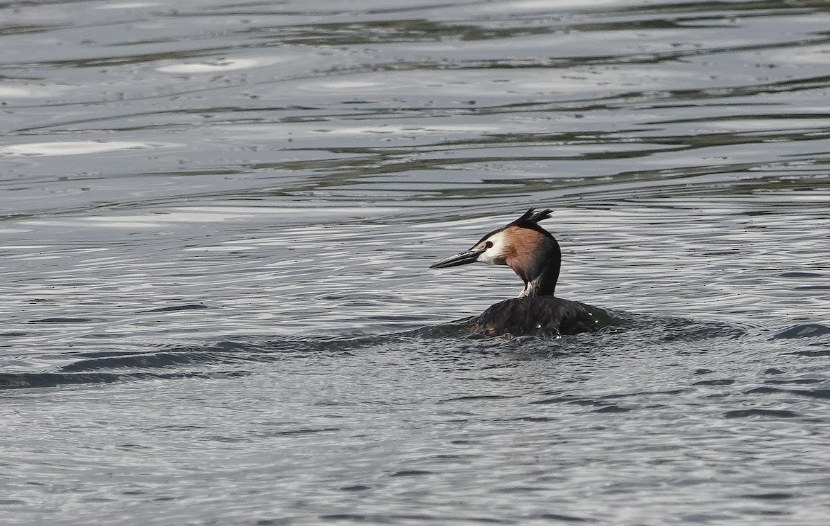 Great Crested Grebe - ML620277447
