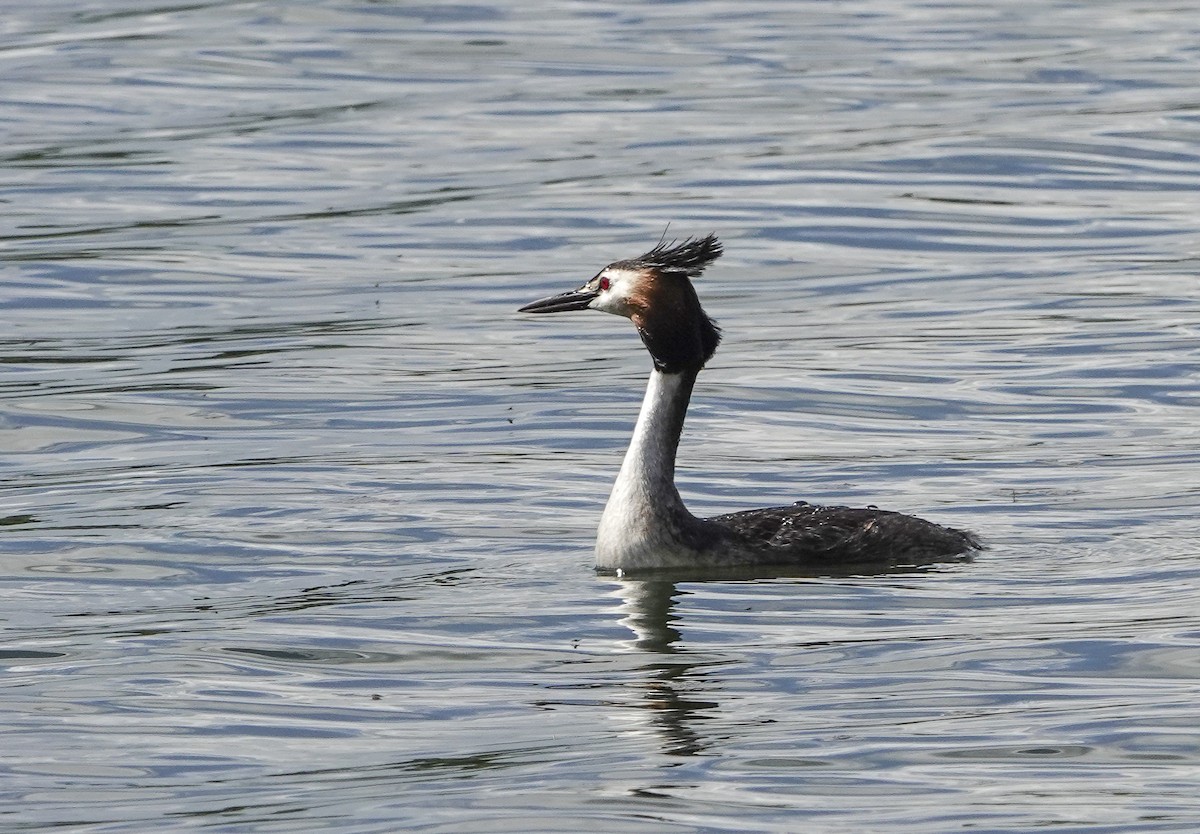 Great Crested Grebe - ML620277448