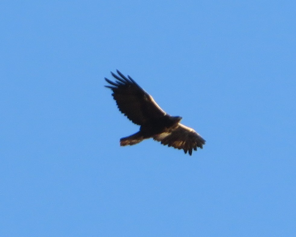 Golden Eagle - ML620277451