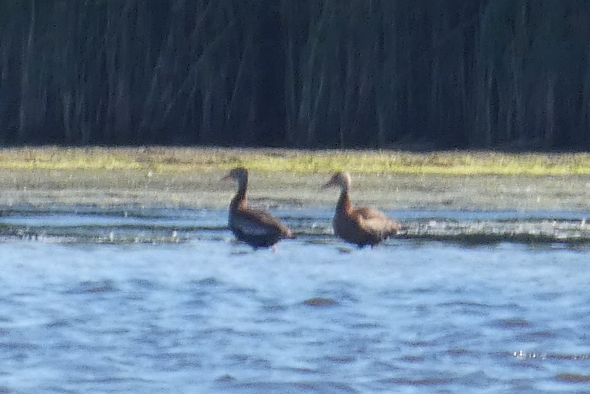 Black-bellied Whistling-Duck - ML620277465