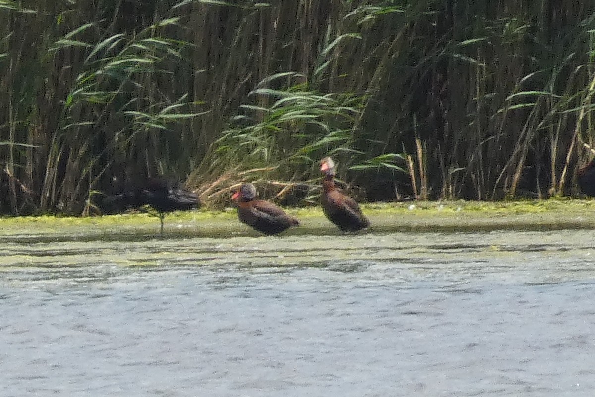 Black-bellied Whistling-Duck - ML620277467