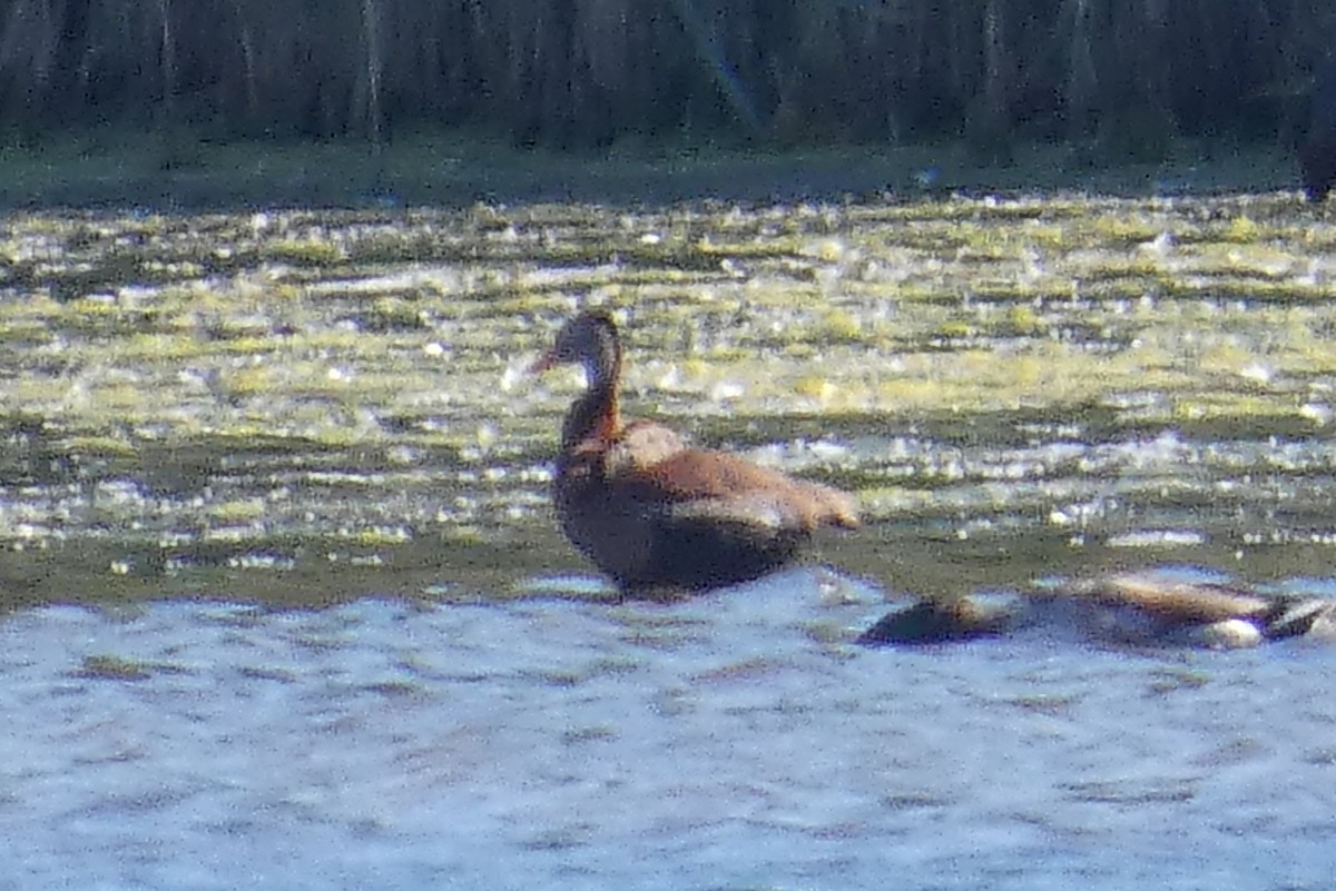 Black-bellied Whistling-Duck - ML620277469