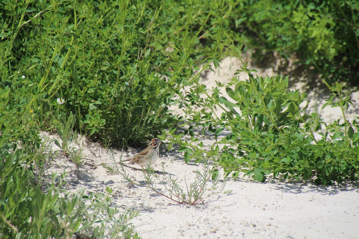 Lark Sparrow - ML620277472