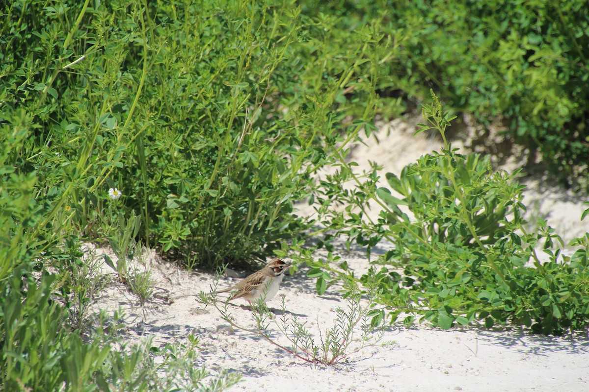 Lark Sparrow - ML620277473