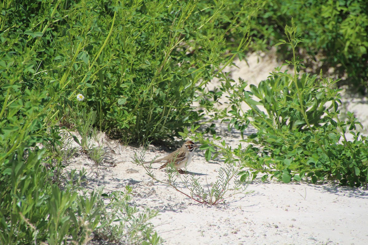 Lark Sparrow - ML620277476