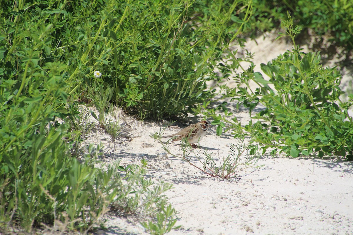 Lark Sparrow - Ann Monk