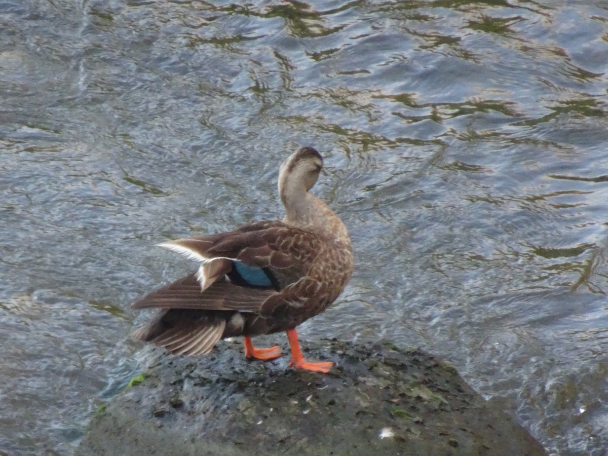 Eastern Spot-billed Duck - ML620277480