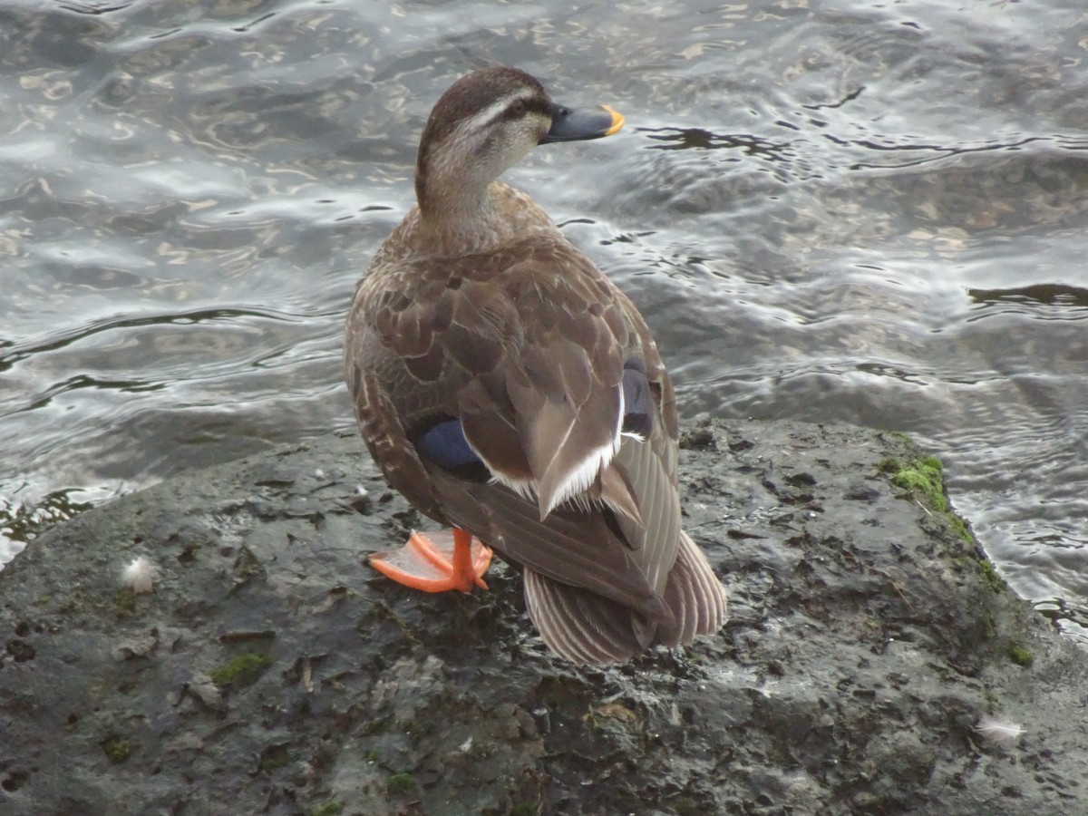Eastern Spot-billed Duck - ML620277481
