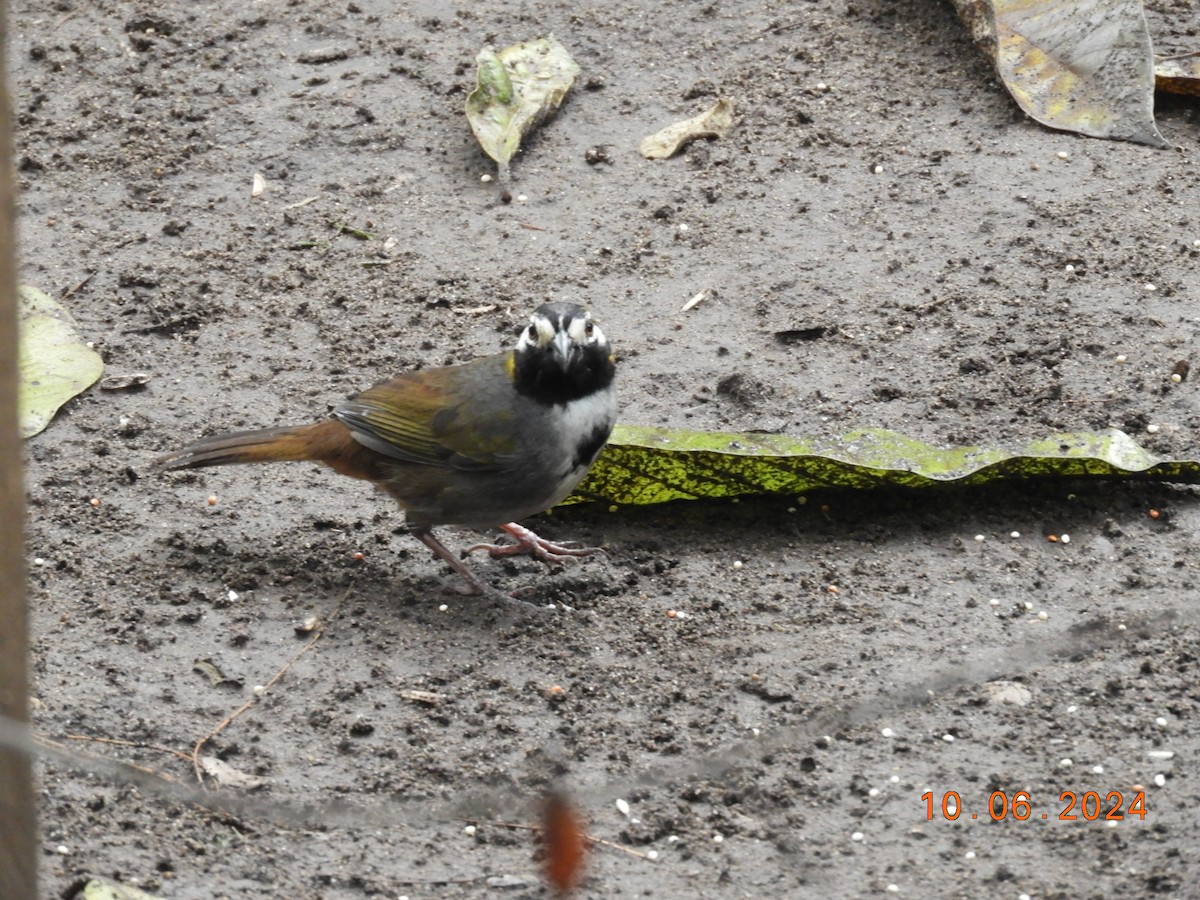 White-eared Ground-Sparrow - ML620277484