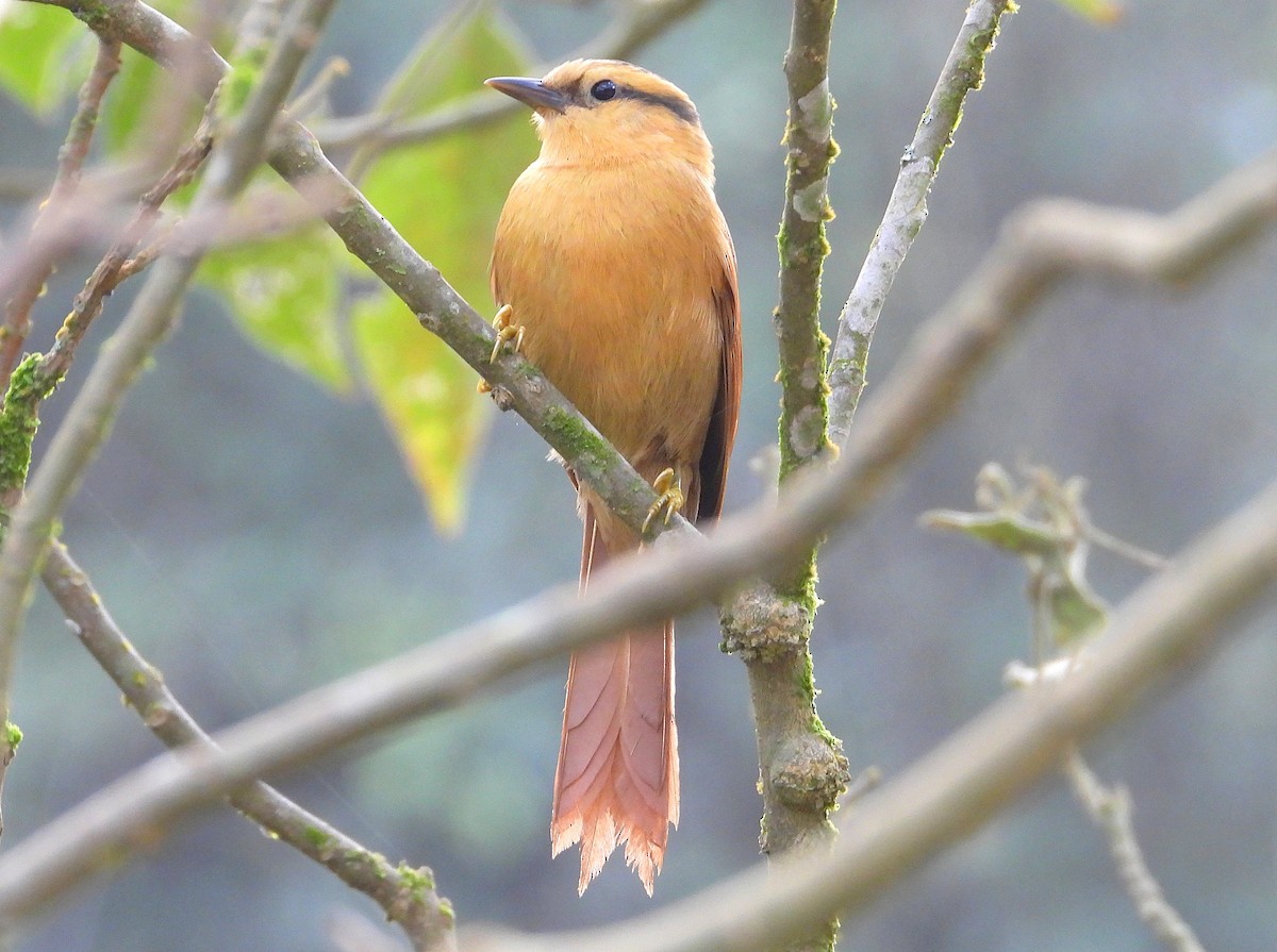 Buff-fronted Foliage-gleaner - ML620277491