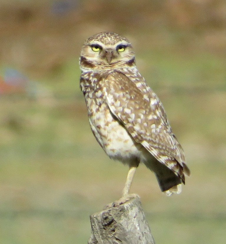 Burrowing Owl - ML620277494