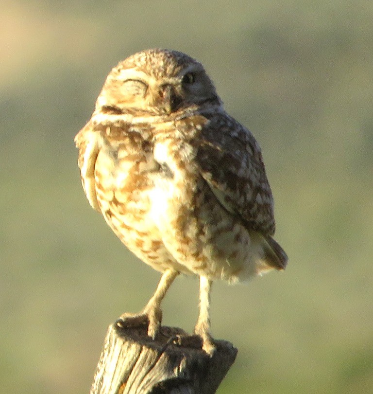 Burrowing Owl - ML620277495