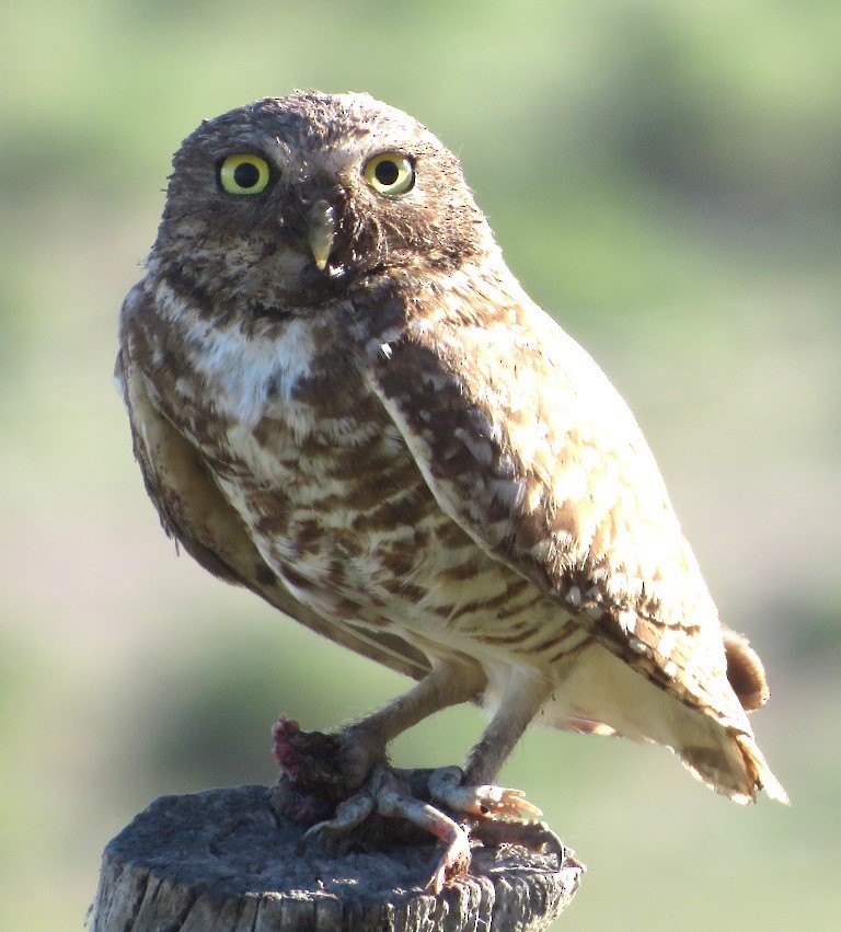 Burrowing Owl - ML620277496