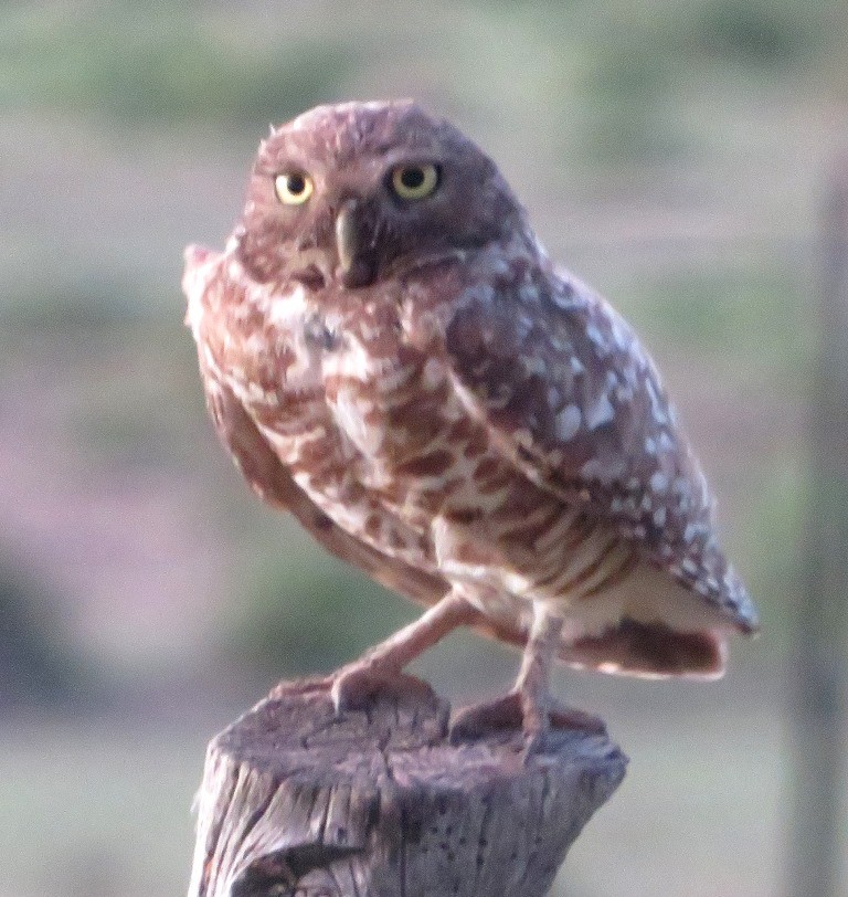 Burrowing Owl - ML620277497