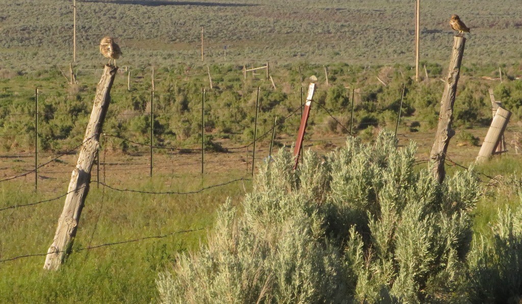 Burrowing Owl - ML620277498