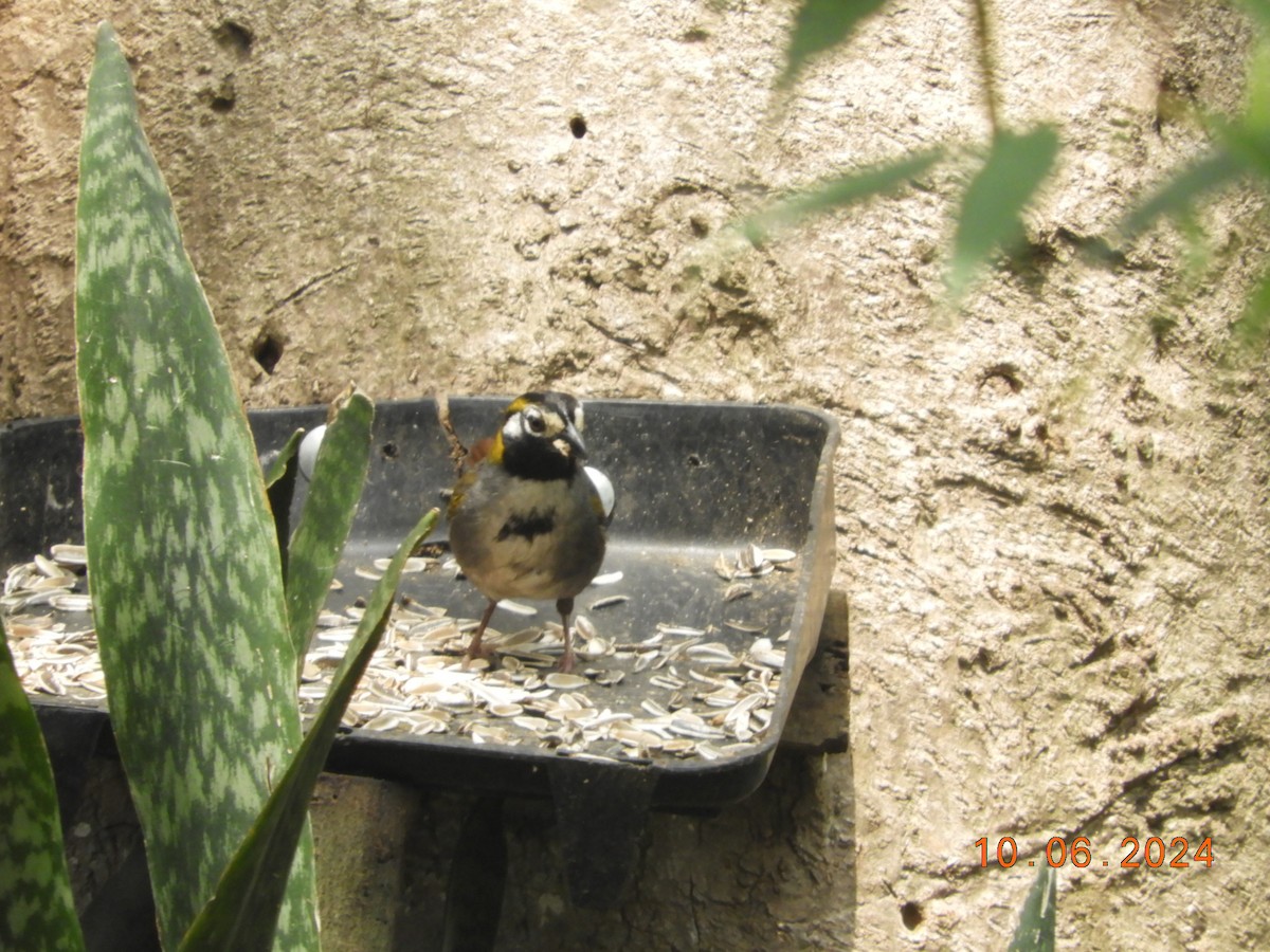 White-eared Ground-Sparrow - ML620277503