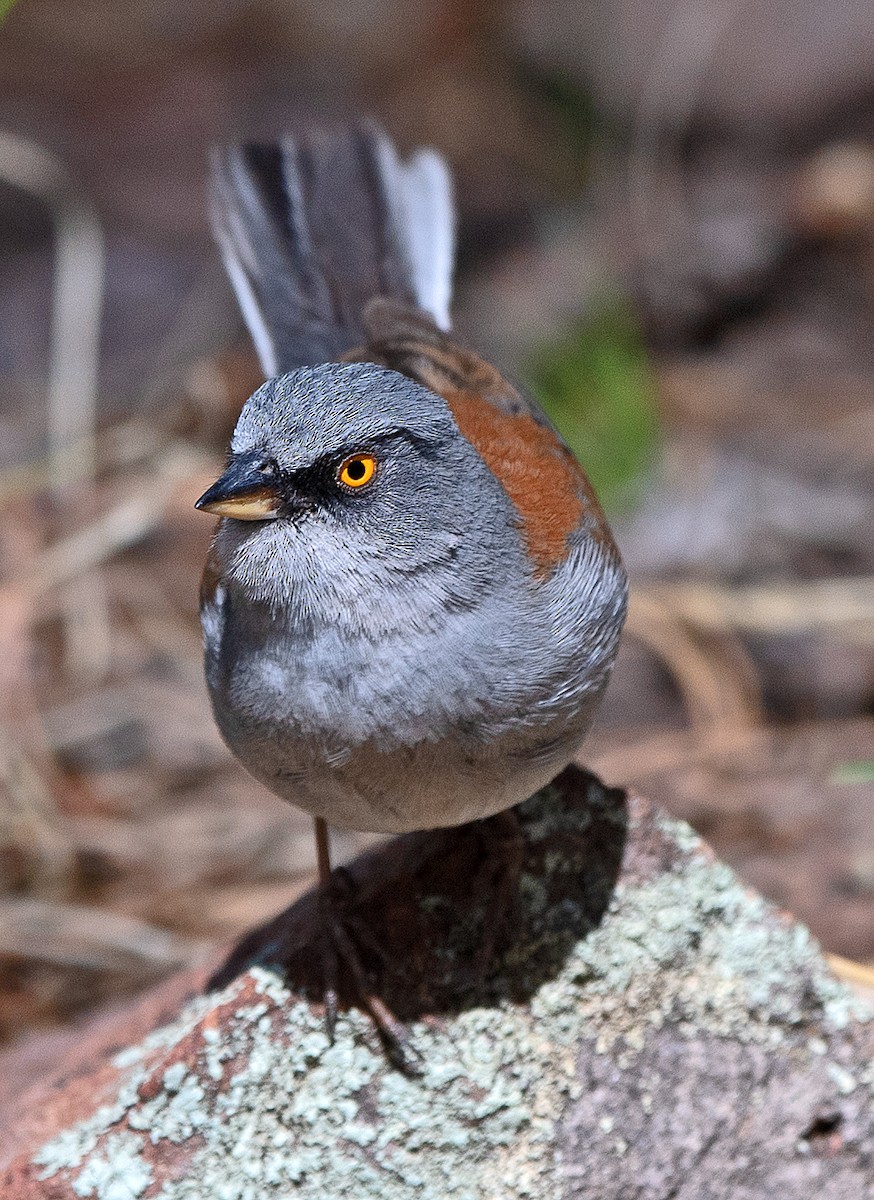 Junco aux yeux jaunes - ML620277506