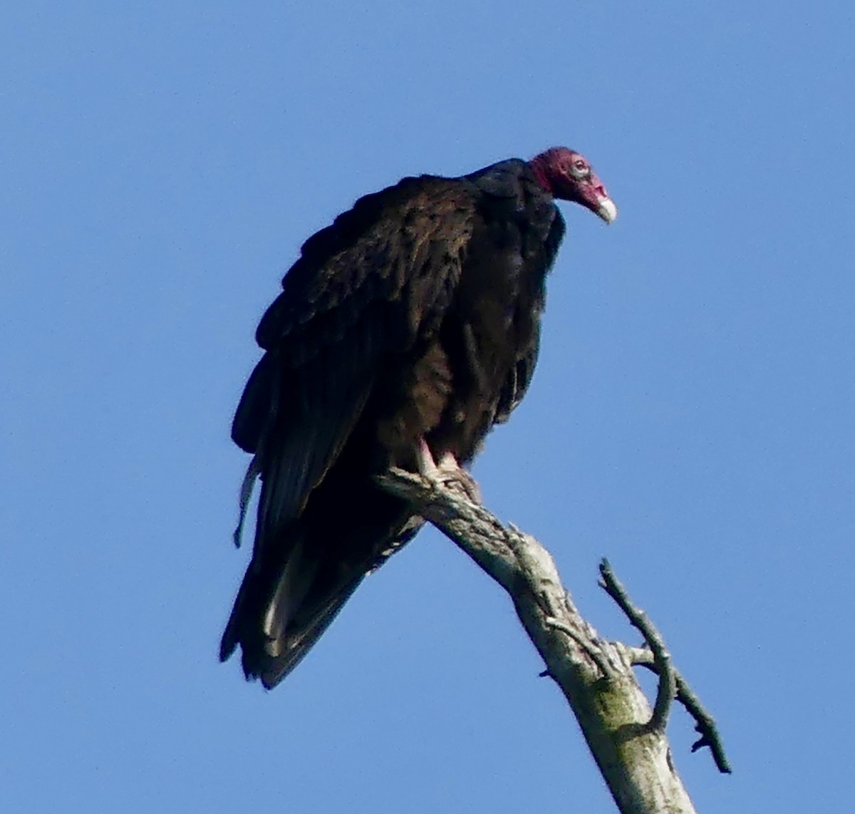 Turkey Vulture - ML620277511