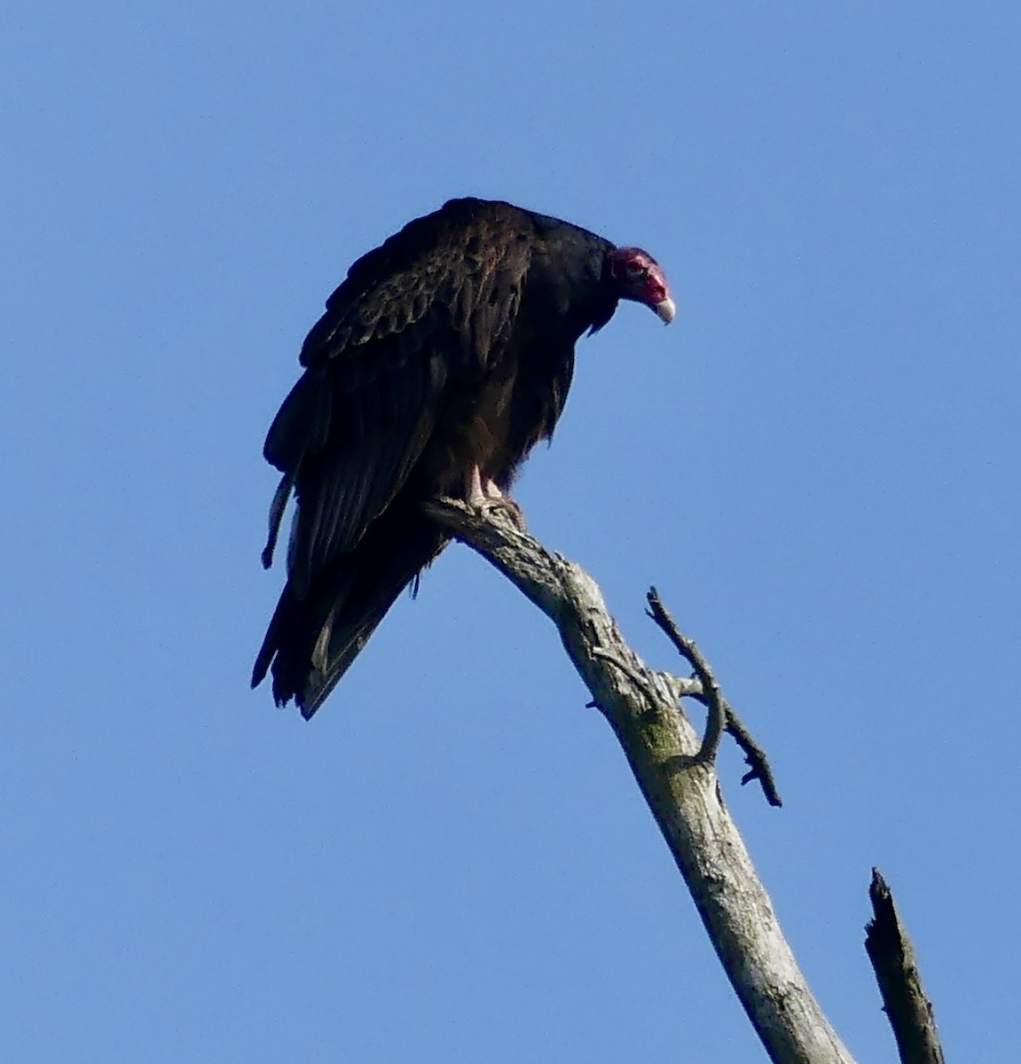 Turkey Vulture - ML620277514