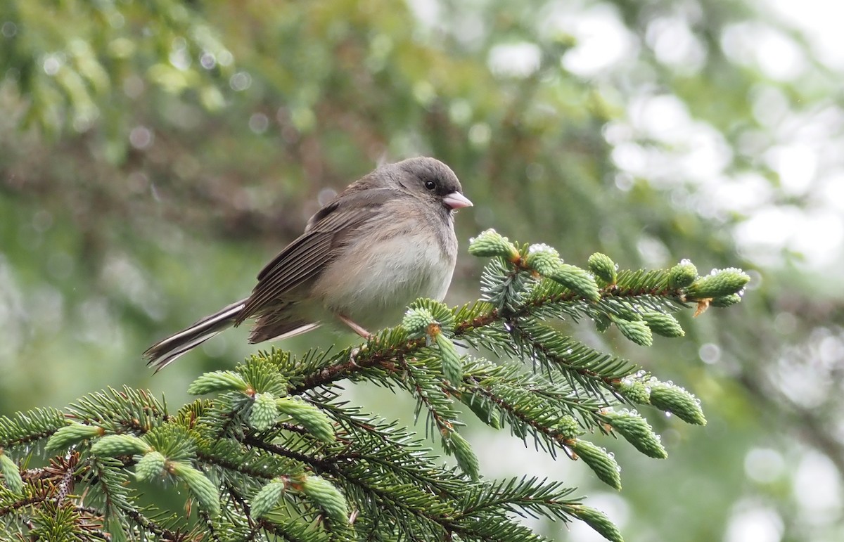 Junco Ojioscuro - ML620277517